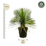 Yucca Rostrata op stam - ↕70cm - Ø27cm