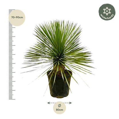 Yucca Rostrata op stam - ↕70cm - Ø27cm