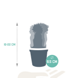 Euphorbia meloformis variegata - Gymnocalycium mix - ↕18cm - Ø8,5cm - 3x