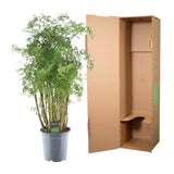 Polyscias Hawaiiana Ming - ↕90cm - Ø24cm