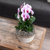 Roze Phalaenopsis orchidee - Niagara Fall  - potmaat Ø12cm