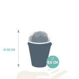 Bolcactus mix 8,5 cm | 3 stuks - in terracotta pot