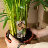 Dracaena Marginata - ↕120cm - Ø21cm