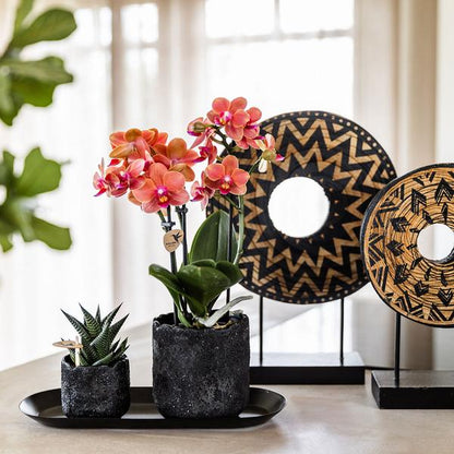 Plantenset Home Hub small | Oranje Phalaenopsis Orchidee Bolzano en Succulent incl. keramieken sierpotten op zwart dienblad