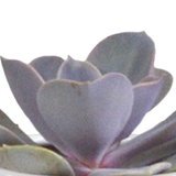 Cactus en vetplanten mix 5.5 cm | 15 stuks - in witte pot