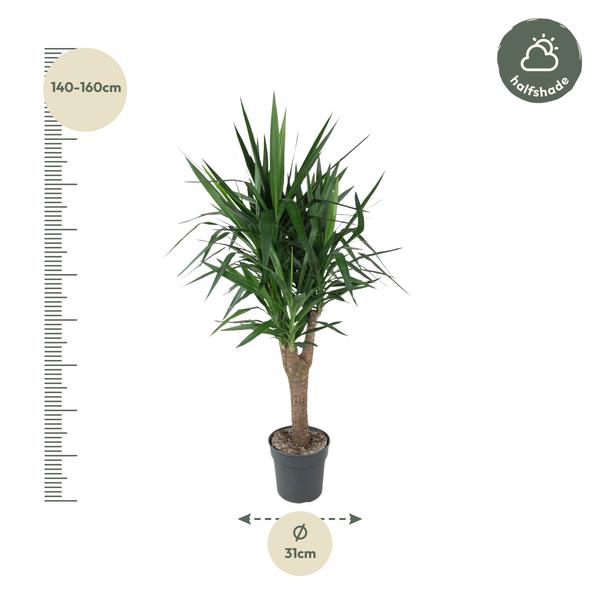 Yucca Elephantipe vertakt - ↕150cm - Ø31cm