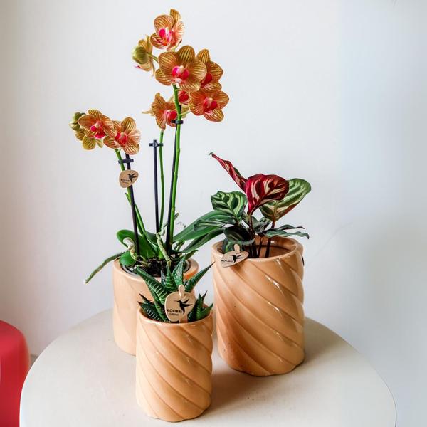 Kolibri Home | Candy Zierpot | Hoch - Pfirsich - Ø6cm