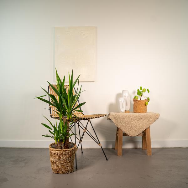 Yucca - ↕90cm - Ø17cm