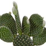 Cactus mix 10.5 cm - 3x - in witte pot