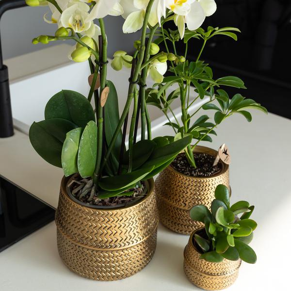 Kolibri Home | Groove Blumentopf - Goldener Keramik-Dekotopf - Topfgröße - Ø12cm