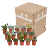 Cactus en vetplanten mix - 15 stuks - Ø5.5cm