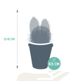 Cactus mix 8.5 cm - 3x - in terracotta pot
