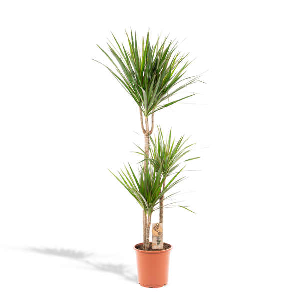 Dracaena Marginata - ↕120cm - Ø21cm