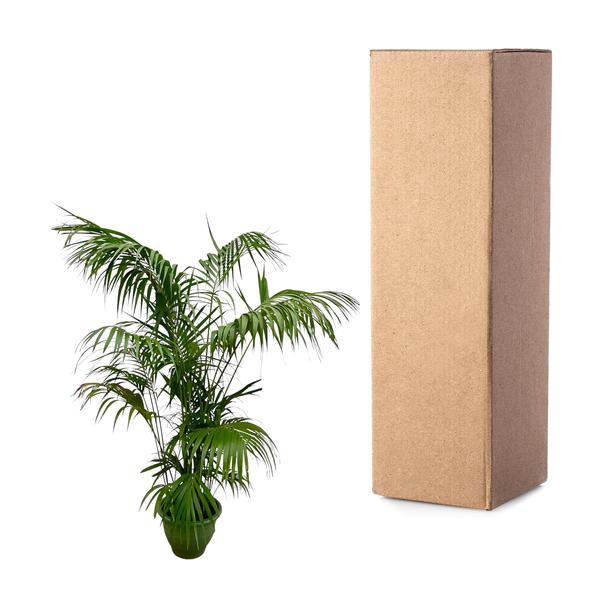Kentia Palm XXL - ↕260cm - Ø35cm