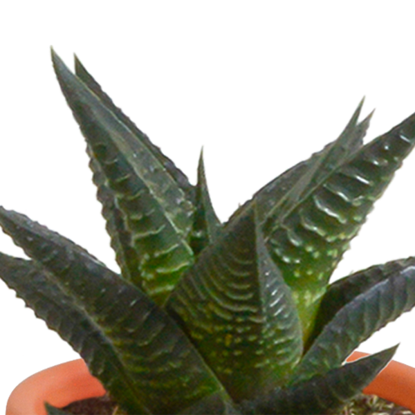 Cactus & vetplanten + terracotta pot - ↕8-13cm - Ø6cm - x15