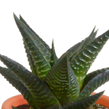 Cactus & vetplanten + terracotta pot - ↕8-13cm - Ø6cm - x15