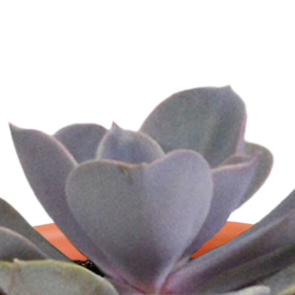 Cactus & vetplanten + terracotta pot - ↕8-13cm - Ø6cm - x15