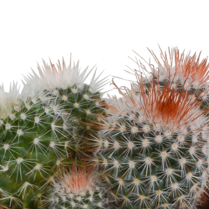 Bolcactus mix 8,5 cm | 3 stuks - in terracotta pot