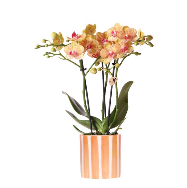 Oranje Phalaenopsis orchidee + Oranje Pot