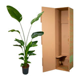 Strelitzia Nicolai - ↕170cm - Ø21cm