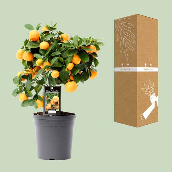Kleine Sinaasappelboom - ↕40cm - Ø15cm