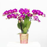 Paarse phalaenopsis orchidee - Morelia - Ø9cm