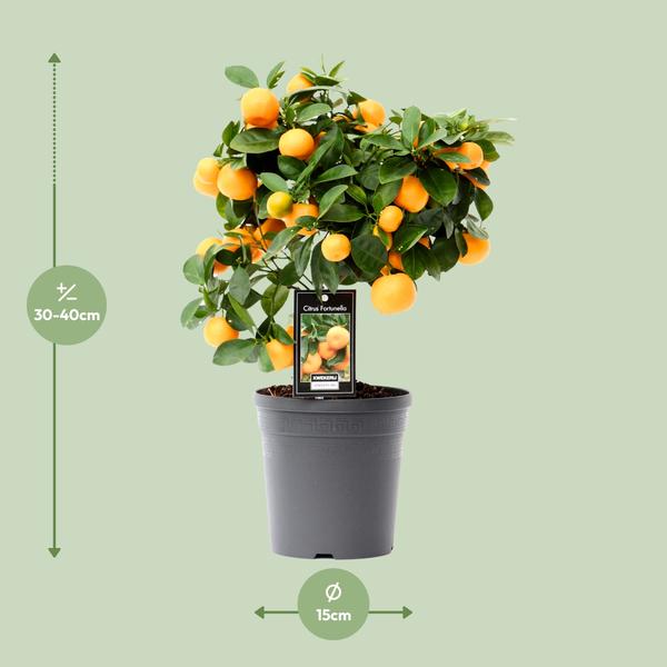 Kleine Sinaasappelboom - ↕40cm - Ø15cm