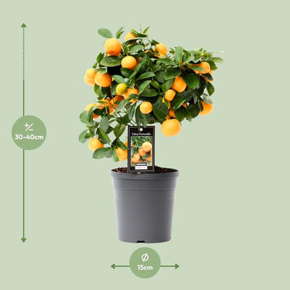 Kleine Sinaasappelboom - ↕40cm - Ø15cm