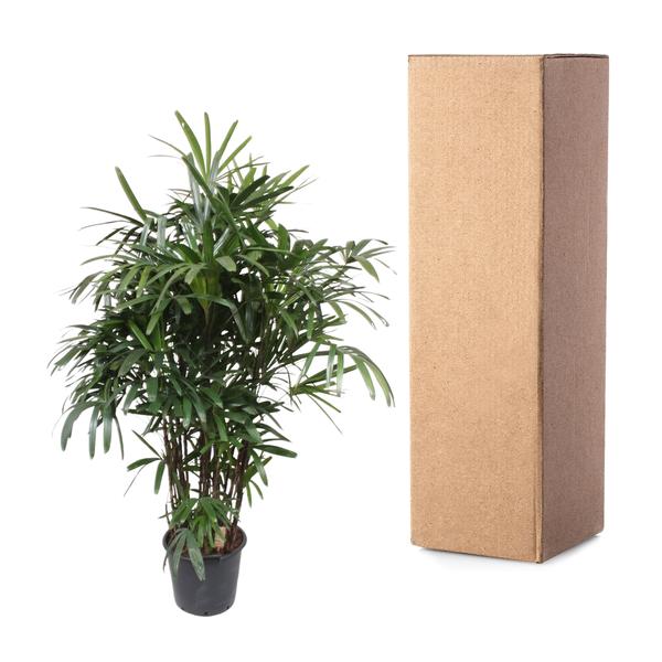 Rhapis Excelsa - ↕190cm - Ø40cm