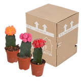 Euphorbia meloformis variegata - Gymnocalycium mix - ↕18cm - Ø8,5cm - 3x