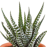 Cactus en vetplanten mix - 15 stuks - Ø5.5cm