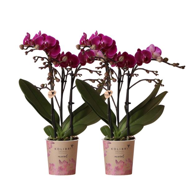 COMBI DEAL 2x paarse phalaenopsis orchideeën - Ø9cm