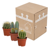 Cactus mix 8.5 cm - 3x - zonder pot