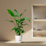 Strelitzia Nicolai - ↕150cm - Ø21cm