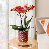 Diamond pearl sierpot - Rood - Ø6cm