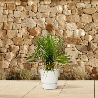 Yucca Rostrata op stam - ↕70cm - Ø27cm