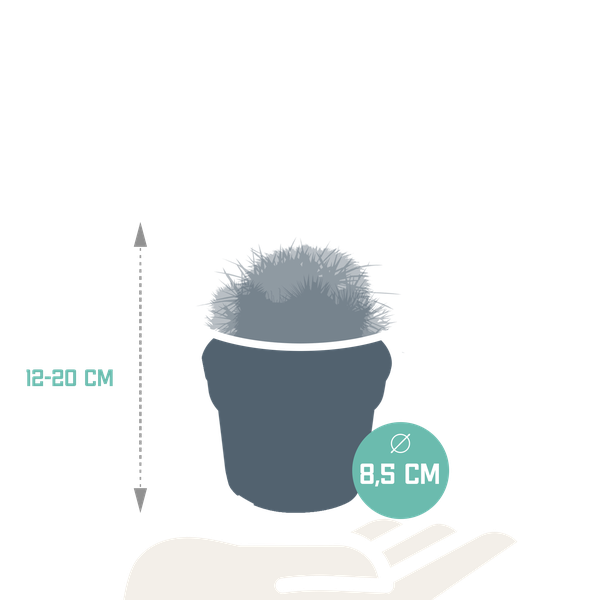 Bolcactus mix 8,5 cm | 3 stuks - zonder pot