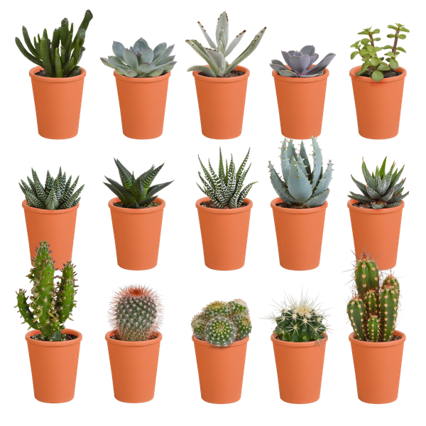 Cactus & vetplanten + terracotta pot - ↕8-13cm - Ø6cm - x15