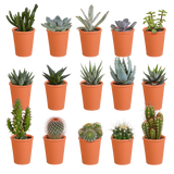 Cactus & vetplanten + terracotta pot - ↕8-13cm - Ø6cm - x15