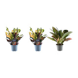 3x Croton Codiaeum mix - ↕30cm - Ø12cm
