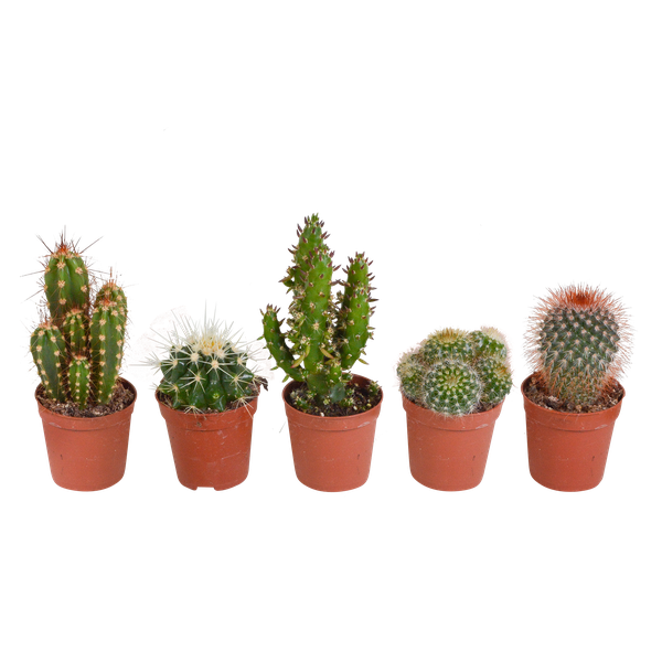 Cactus mix - 5 stuks - Ø5.5cm