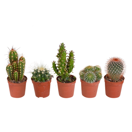 Cactus mix - 5 stuks - Ø5.5cm