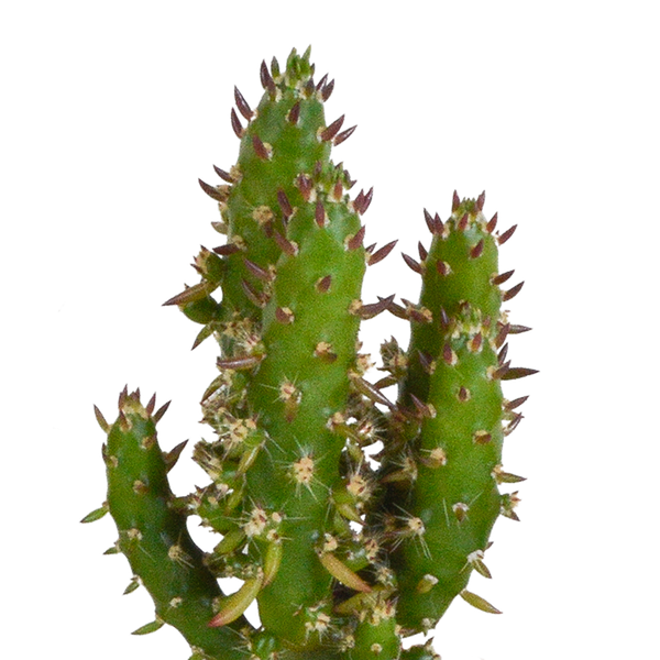 Cactus mix 5.5 cm - 5x - in witte pot