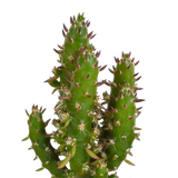 Cactus mix 5.5 cm - 5x - in witte pot