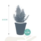 Cactus & vetplanten + terracotta pot - ↕8-13cm - Ø6cm - x15
