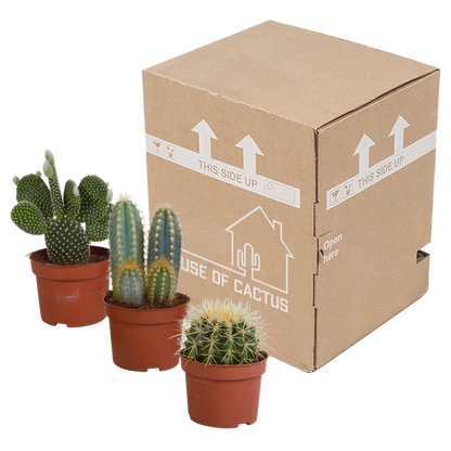 Cactus mix 10.5 cm - 3x - zonder pot