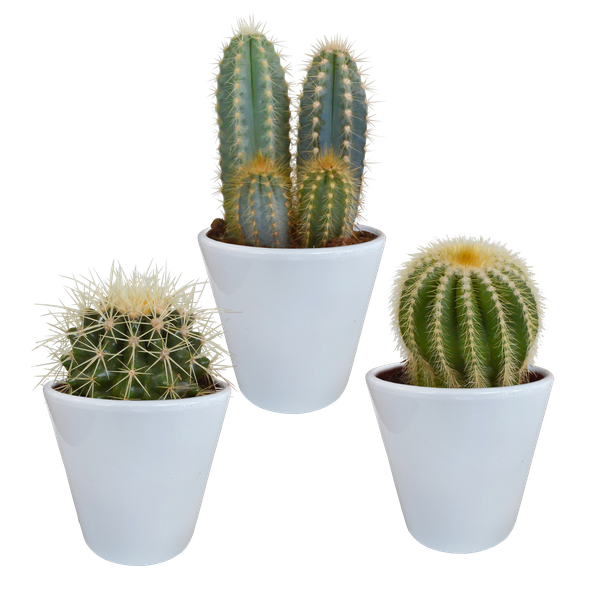 Cactus mix 8.5 cm - 3x - in witte pot