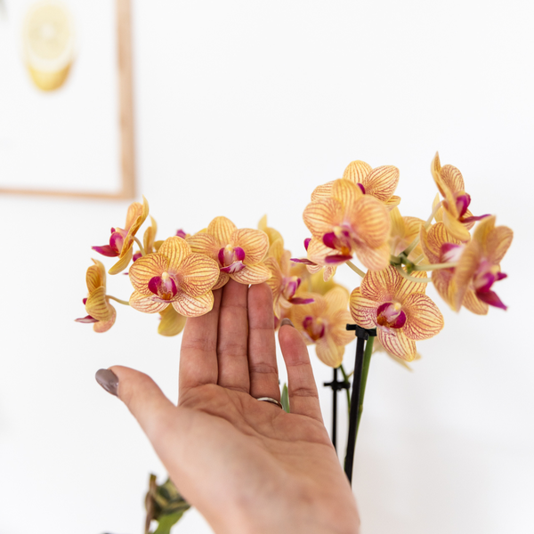 Oranje Phalaenopsis orchidee + Oranje Pot