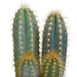 Cactus mix 8.5 cm - 3x - in witte pot