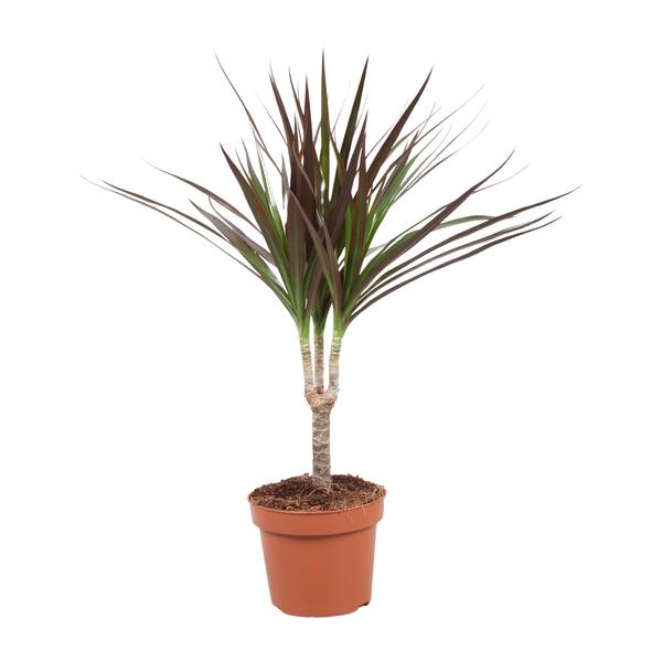 Dracaena Magenta kopen, Dragontree verzorging, onderhoudsvriendelijke kamerplanten, luchtzuiverende planten, exotische planten voor binnen, Dracaena binnenplant, planten voor halfschaduw, trendy planten 2025, compacte kamerplanten.